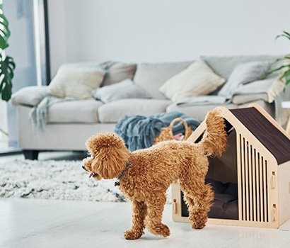 ペットのイメージ02